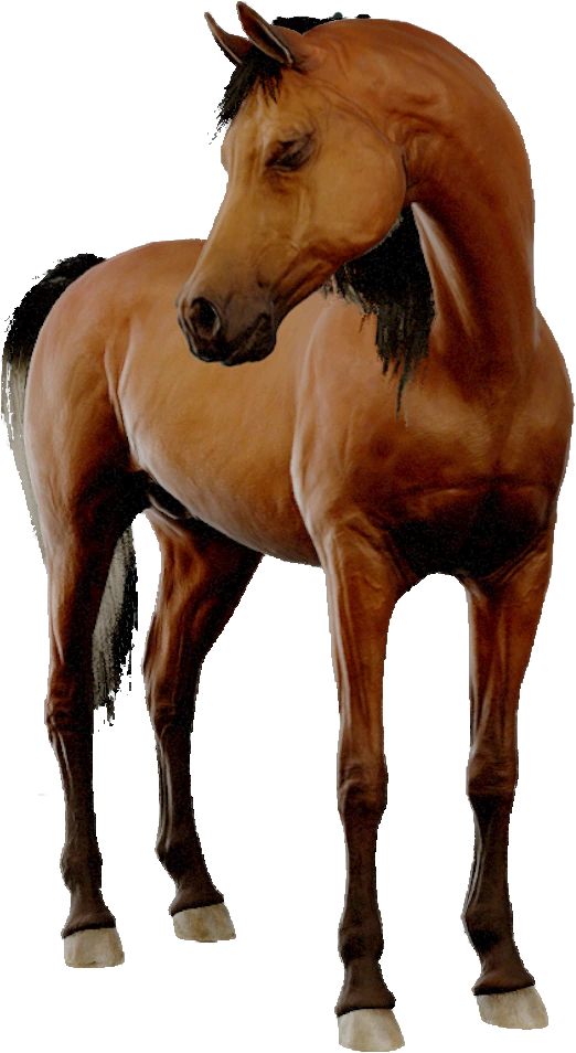 Arabian, Equinox: Homecoming