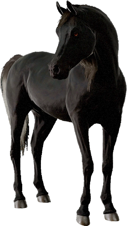 Arabian, Equinox: Homecoming