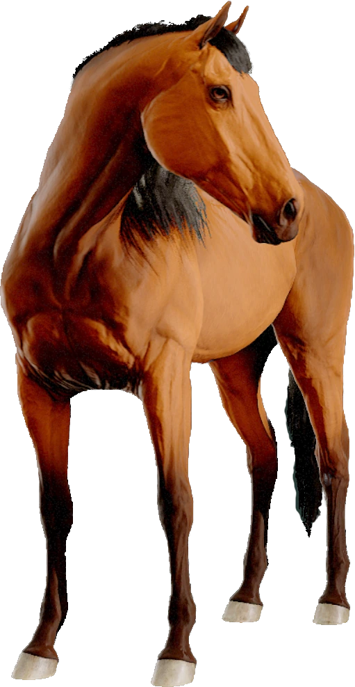 Dutch Warmblood, Equinox: Homecoming