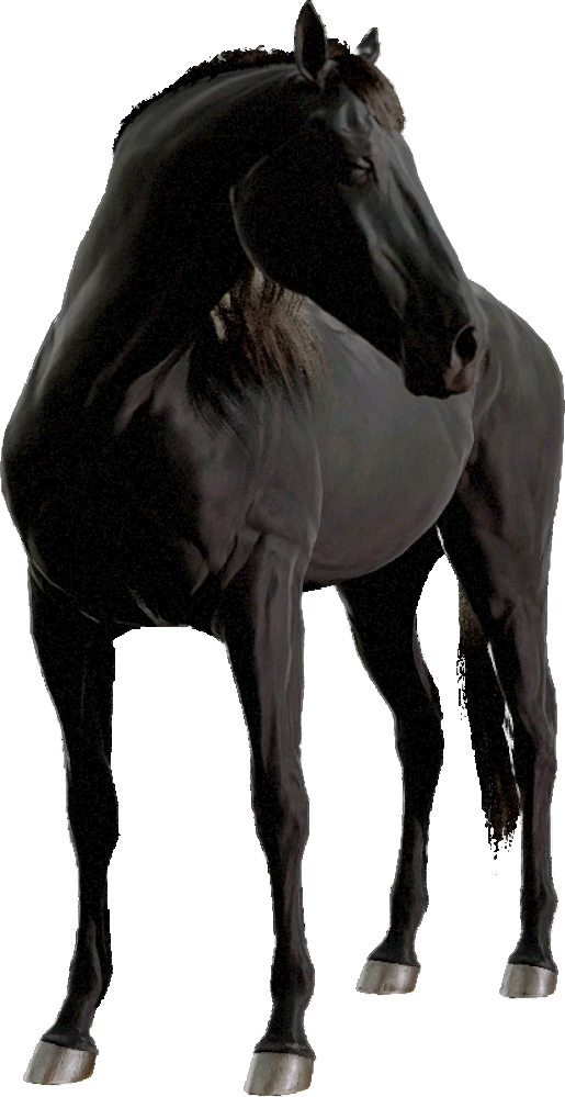 Dutch Warmblood, Equinox: Homecoming