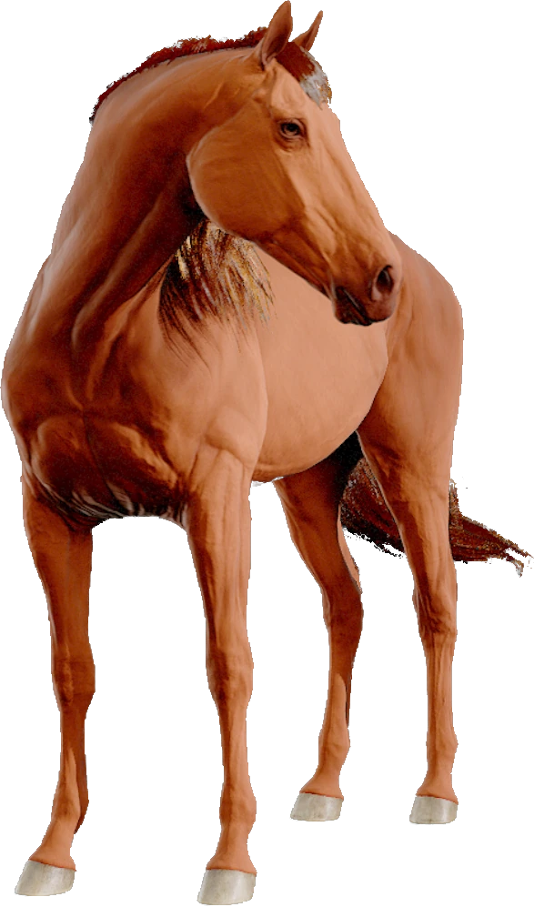 Dutch Warmblood, Equinox: Homecoming