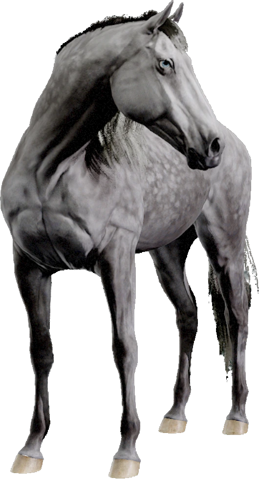 Dutch Warmblood, Equinox: Homecoming
