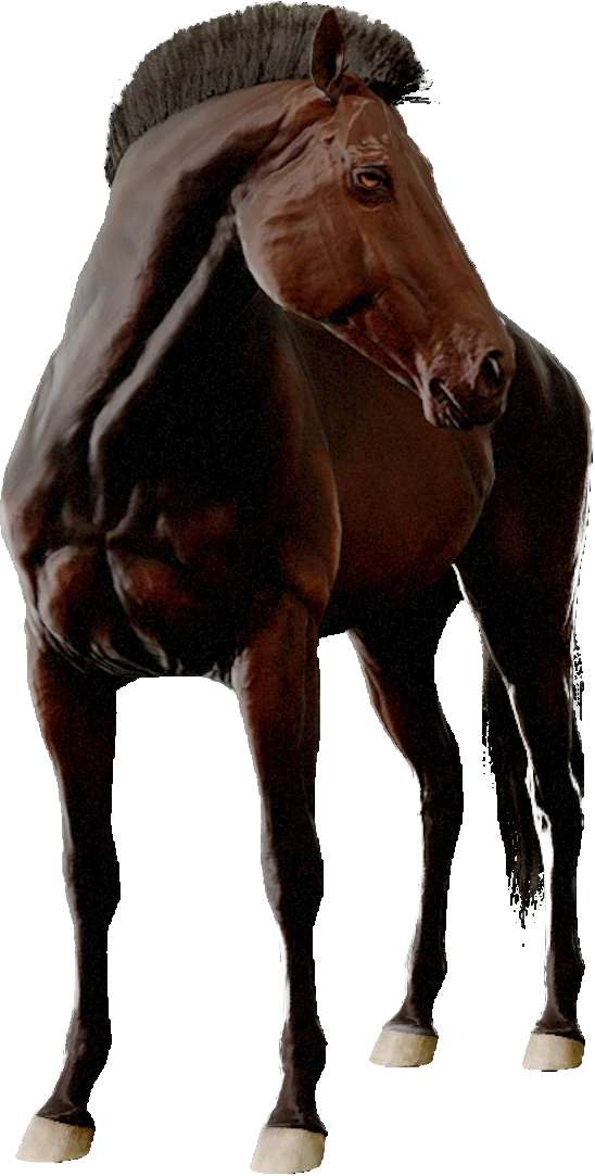 Dutch Warmblood, Equinox: Homecoming