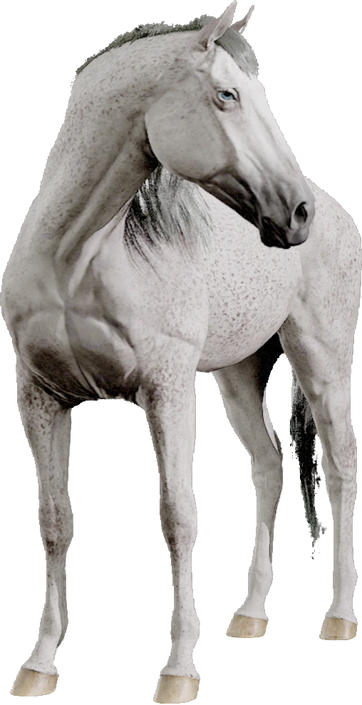 Dutch Warmblood, Equinox: Homecoming