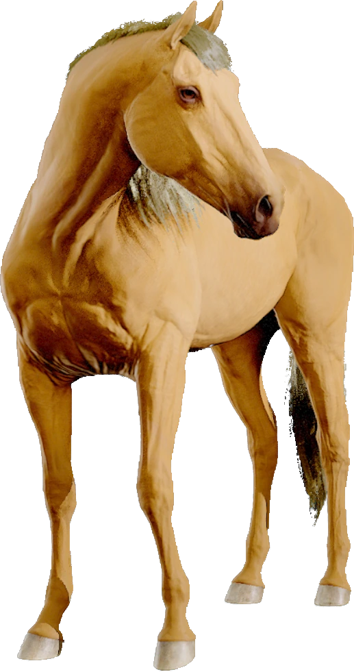 Dutch Warmblood, Equinox: Homecoming